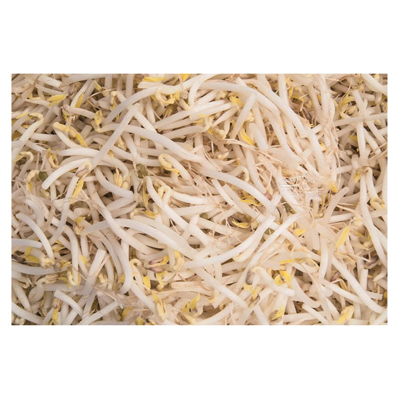 BROTES DE SOJA VERDE  新鲜绿豆芽 4kg