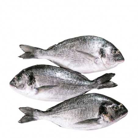 DORADA 鲷鱼 400/600