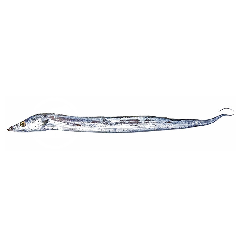 PESCADO SABLE  *DINGLU* 鼎鹿冷冻带鱼 900g/10(150g-200g)